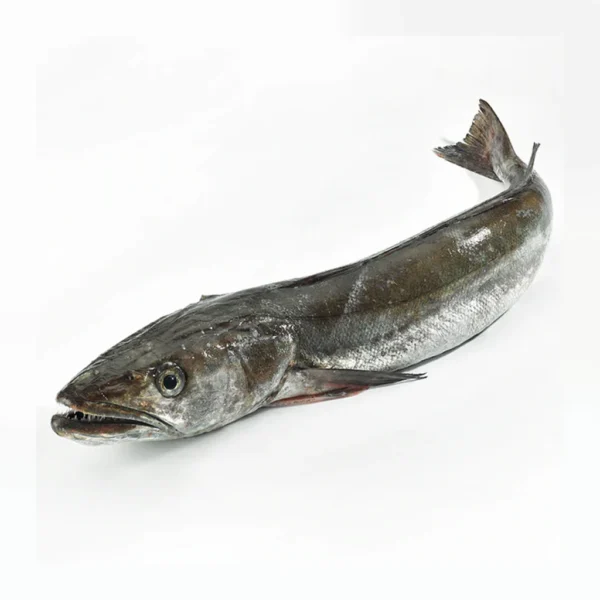 Hake Fish - Amarh